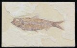 Knightia Fossil Fish - Wyoming #32838-1